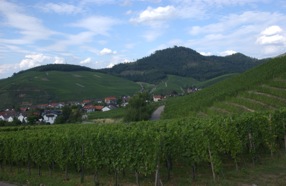 SchlemmReben.jpg (18731 Byte)